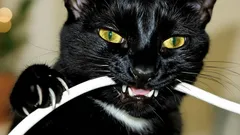 Jak jednou provždy odnaučit kočku kousat kabely. Tento způsob opravdu pomůže.